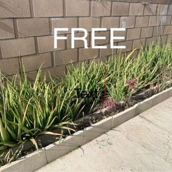 FREE ALOVE VERA (Read Description)