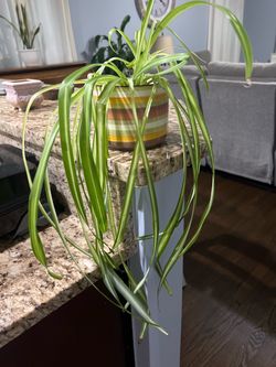 Spider Plant in Striped Ceramic Pot