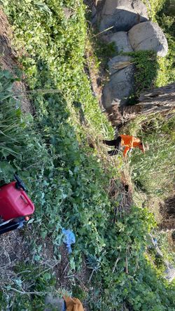 Yard clean up service