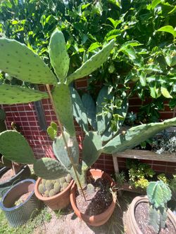 Large Prickly Pear cactus