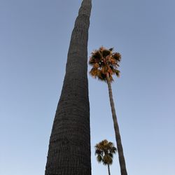 Free Palm Logs