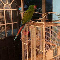 Guacamaya 1700