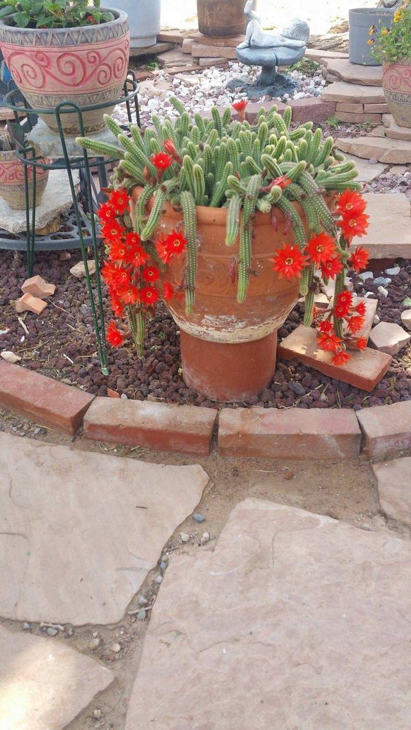 LIVE POTTED PLANTS for Sale in Las Vegas, NV OfferUp