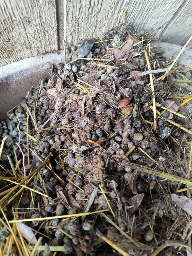 Rabbit Manure (The Best Stuff)