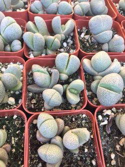 Succulents 2”