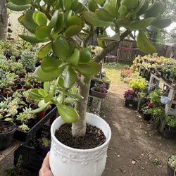 Jade Plant  