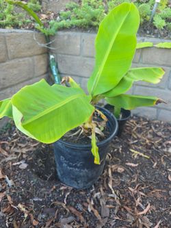 Dwarf Namwah thai banana plant
