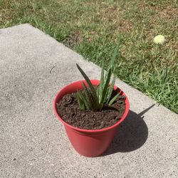 Aloe Vera Plants 