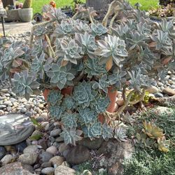 Succulent Plant $55 In Big Pot 