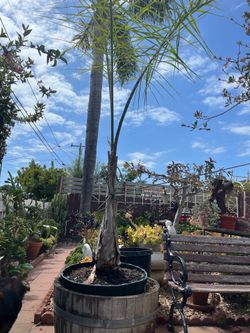 2 palmas  de diferente tamos y un Arbol  una palma 45.y la otra 120. Y el árbol $80.