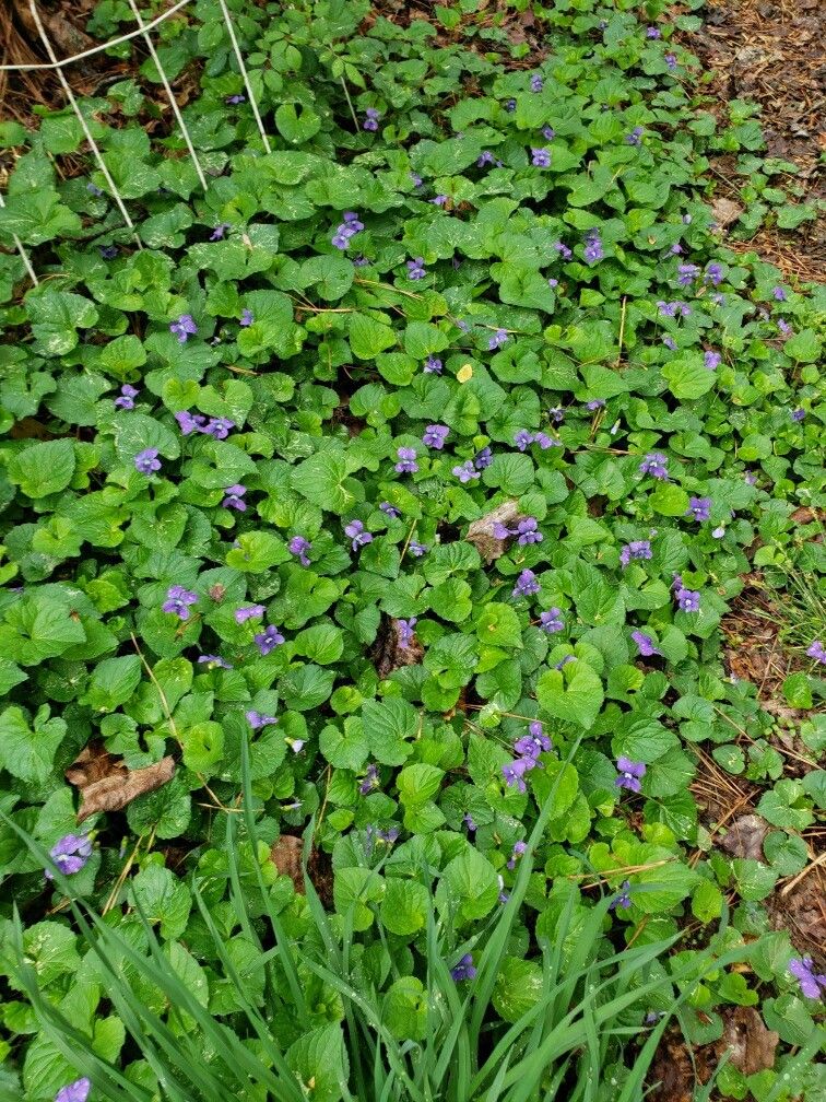 Natural Edible Violets For Sale!