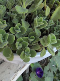 Vicks Plant cuttings