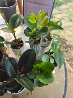 Plants