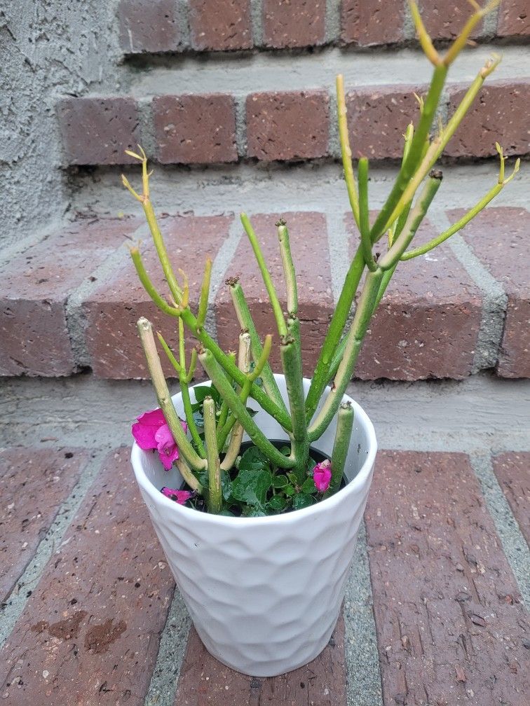 Various Plants In Ceramic Pot @$7 Each