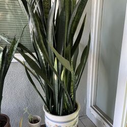 Tall XL Snake Plant In Modern Ceramic Planter