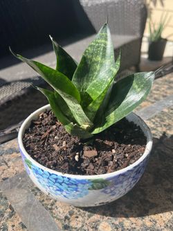 Hahnii Snake, Planta enana $10