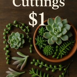 Santa Clara Plant Sale – Most Items $1, $5 & $10