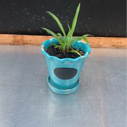 Spider Plant In Chalkboard Front Planter