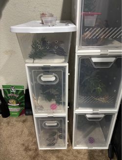 Crested Gecko Enclosures