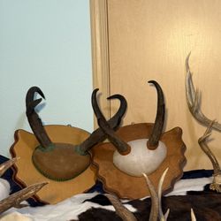 Antelope Antlers (2)