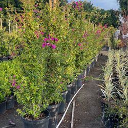 Bougainvilleas