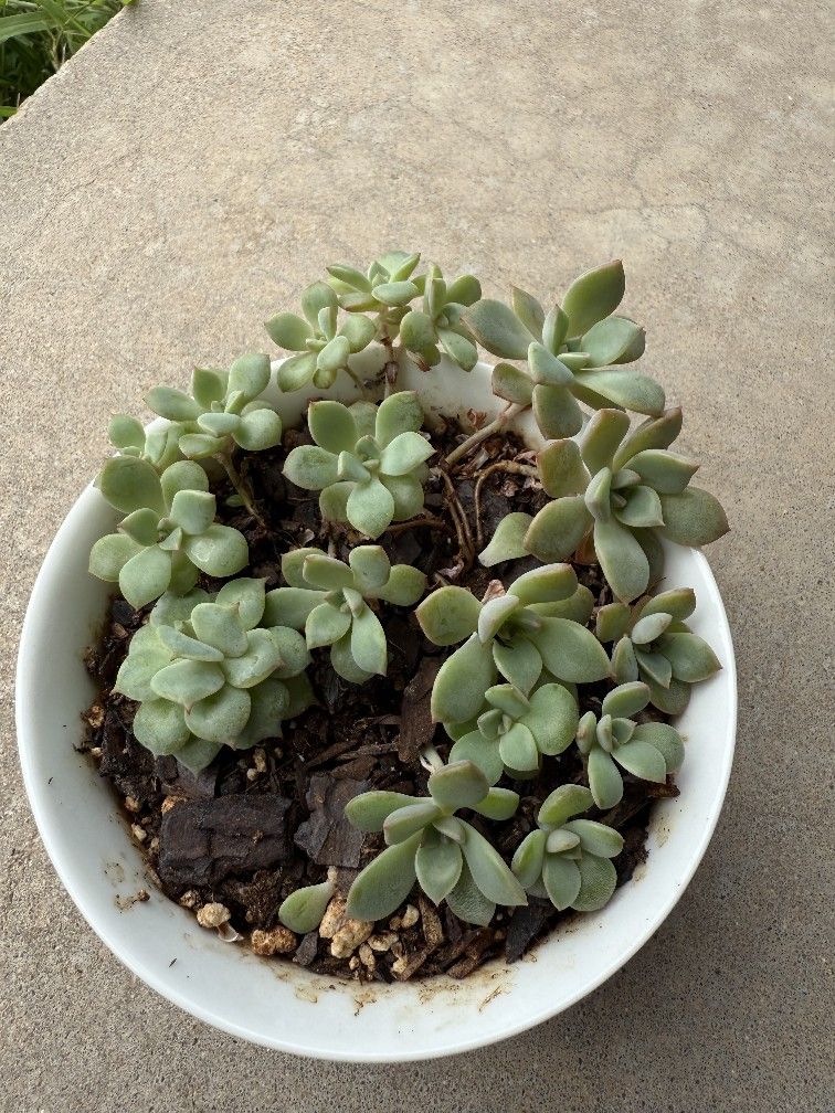 Succulents In Ceramic Bowl