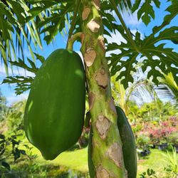 Papaya Tree Healthy