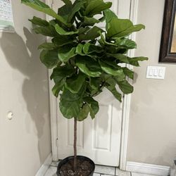 Beautiful Fiddle Leaf Fig 6 Feet