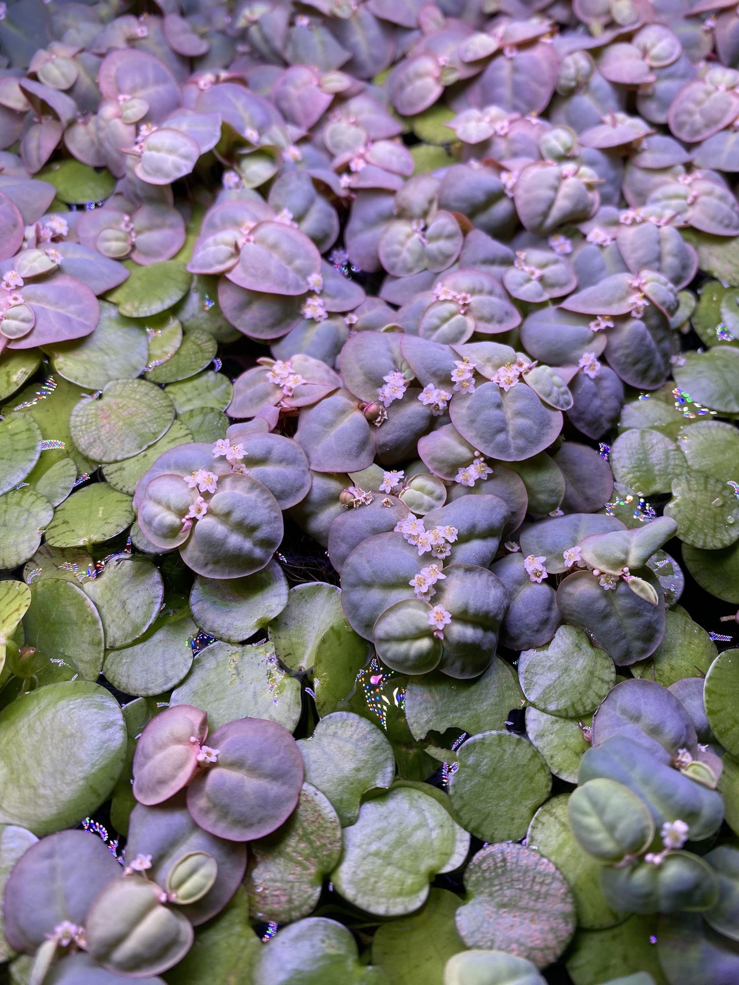 Red Root Floaters & Tiger Striped Frog Bit