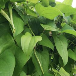 Ube Filipino Purple Yam