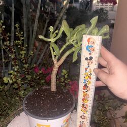 Jade Plant Ogres Ear