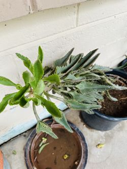 KALANCHOE PLANTS MEDICINAL READY FOR TRASPLANTER MALA MADRE PLANTA GRANDE