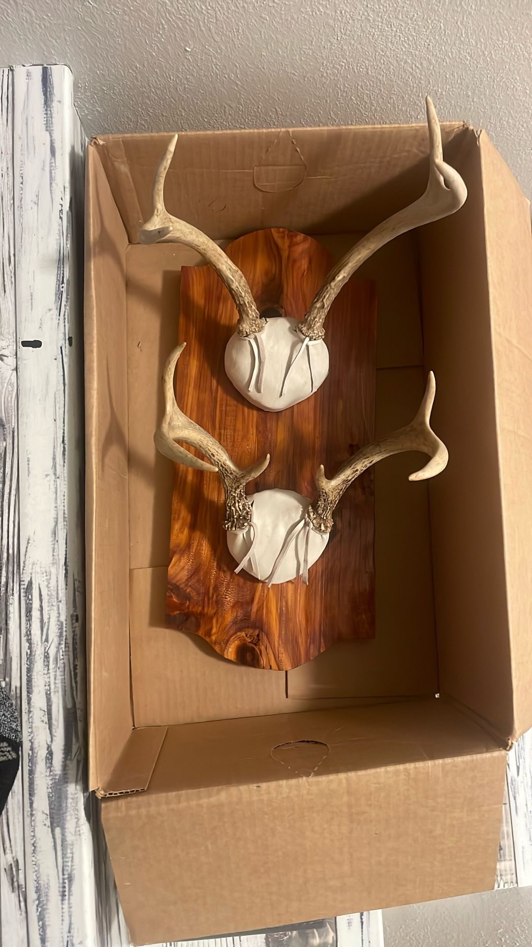 Antlers