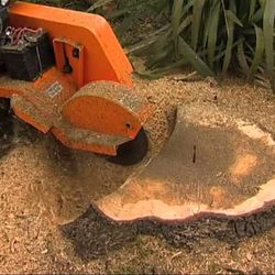 Stump Grinding Free Estimate 