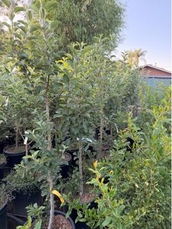 Fuji apple trees 15 gal