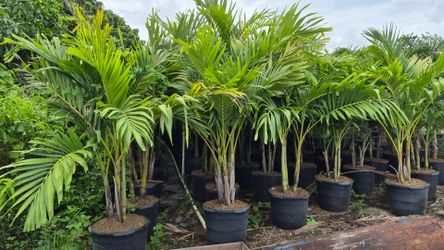 Christmas Palms. Adonidias Plants 6 feet Tall