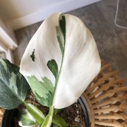 White Wizard Philodendron High Variegation Mature Plant