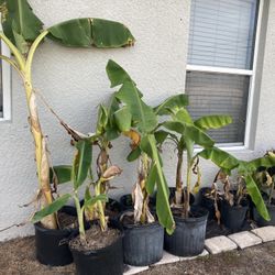 Oronico Plantains 10 And Up…..