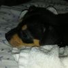 Rebeca