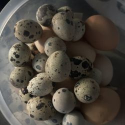 Fresh Quail Eggs 