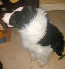 Melissa and best sale doug border collie