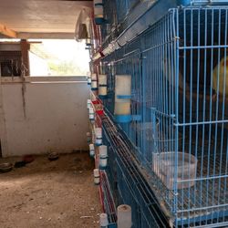 Cacatúa Cage  Cockatoo Cage Wire No Jaula No Cage