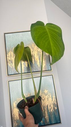 Monstera deliciosa plant- cheap houseplants