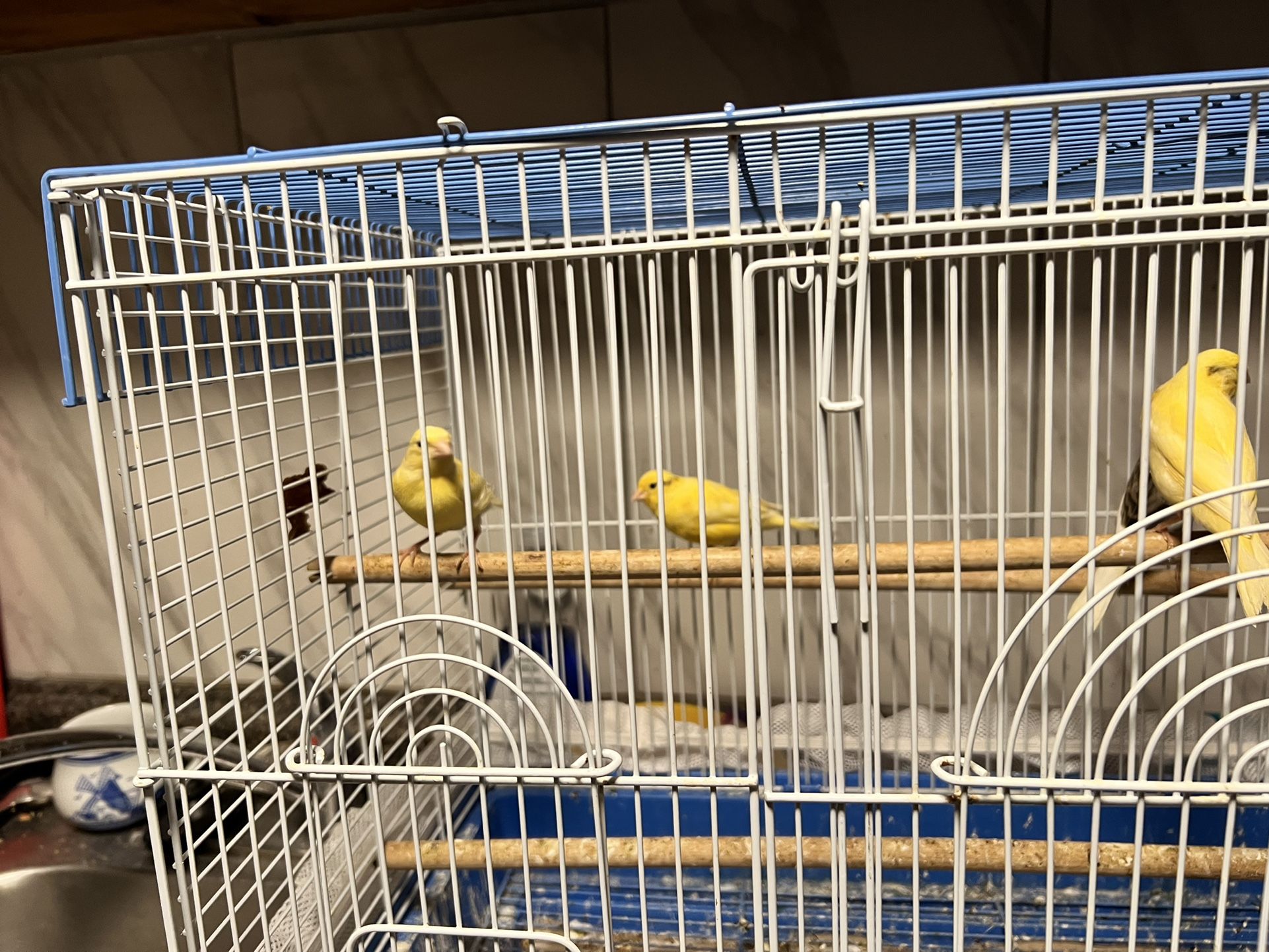 Canary Cage Bird