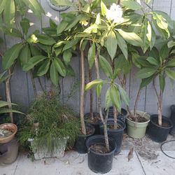 45 DOLLOR Plumerias 