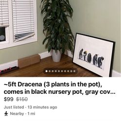 ~5ft Dracena (3 plants in the pot), comes in black nursery pot, gray cover pot not included, 95820