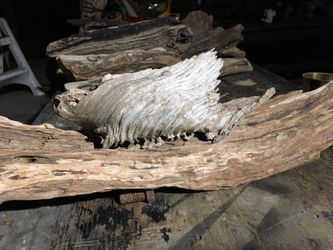 Fish driftwood root