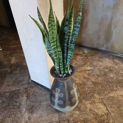 3.5 Ft Tall Sansevieria Snake Plants In Cool Ceramic Pot 