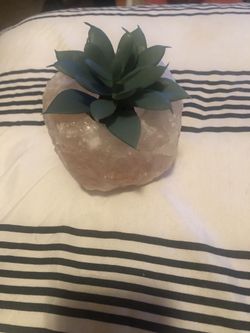 Succulent Decor