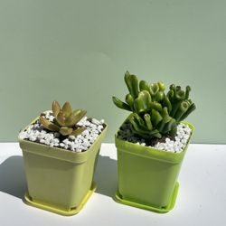 Shrek Ears And Succulent 